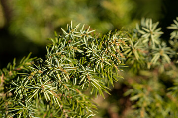 Needles of the common juniper, Juniperus communis