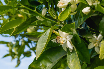 Branch of orange tree with beautiful white flowers and bee close up, blue sky on background