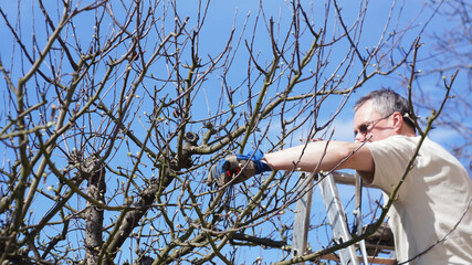Man makes pruning apple trees in the garden.