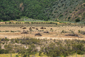 Fototapeta na wymiar A herd of bison at the foot of the green hills, California