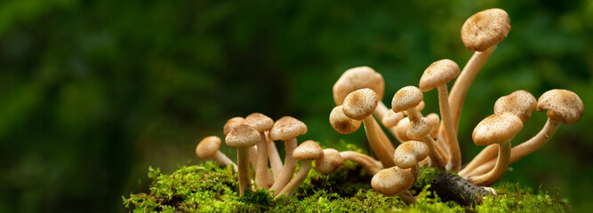 Edible mushrooms in a forest, honey agarics mushrooms - obrazy, fototapety, plakaty