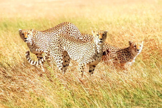 Group of cheetahs in the african savannah. Africa. Tanzania. Serengeti National Park.