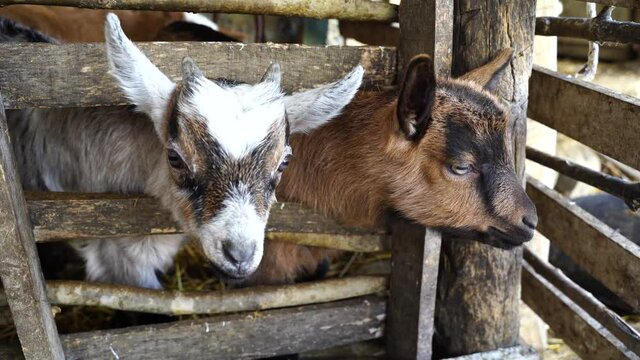 Baby goats with brown black and white fur spots, looking curious inside wood fence