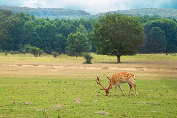 young deer grazing on a pasture on a background of forest. Animals.