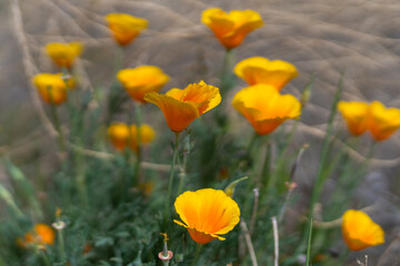 Golden poppies close up. Beautiful wild flowers in bloom in desert