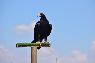 Eagle Bird of Prey