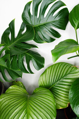 Decorations Real Monstera and Calathea Leaves Composition Tropical Botanical On White Background....