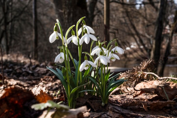 Snowdrop (Galanthus nivalis). First spring flowers. Wild nature