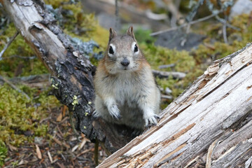 Naklejka na ściany i meble Golden-mantled Ground Squirrel(Spermophilus lateralis), small striped mammals native to wooded and open rocky areas, Banff National Park, Alberta, Canada