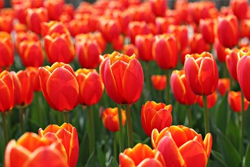 한국의튤립입니다