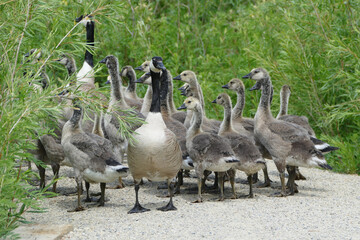 Canada goose (Branta canadensis) large family with young birds walking in park, Alberta, Canada