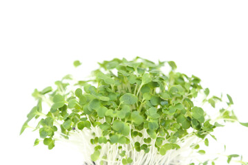 Obraz premium Micro greens arugula sprouts on white background. Young Bok choy plants, seedlings and sprouts. Microgreens in pot. Mockup, Macro, close up.