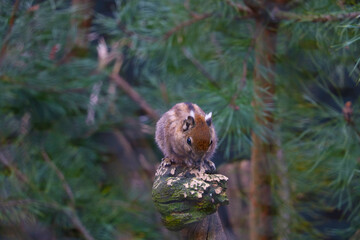 View of a beautiful chipmunk sitting on a tree.