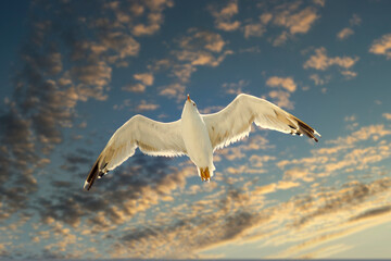Seagull against the sunset sky. Sunny autumn day. Bottom view.