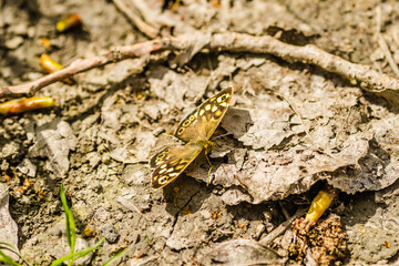 Spring butterfly of the Petrovaradin forest on the bank of the Danube near the city of Novi Sad, Serbia. 