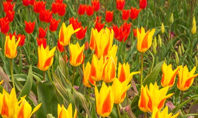 Obraz premium Spring Tulip Ball in Nikitsky Botanical Garden in Crimea
