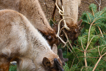 View of the deer eating the green pine.