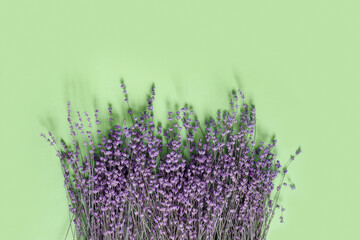 Purple lavender for print design on green paper background. Vintage floral card.
