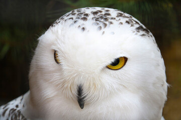 Fototapeta na wymiar Close up on a white owl. Birds.