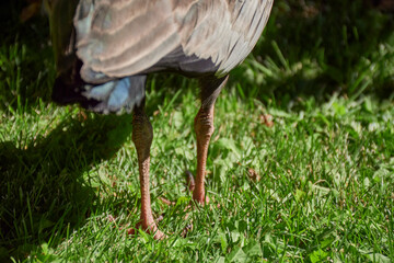 Close-up view of a buff-necked ibis on a green grass, Patagonia, Argentina