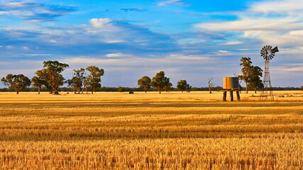 Beautiful Late Afternoon Light Over Paddock