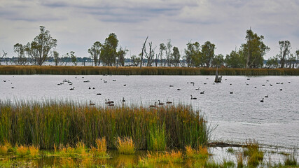 Black Swans Feeding on Lake Mulwala