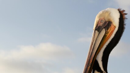 Wild brown pelican on wooden pier railing, Oceanside boardwalk, California ocean beach, USA wildlife. Gray pelecanus by sea water. Big bird in freedom close up and blue sky. Large bill beak. Low angle