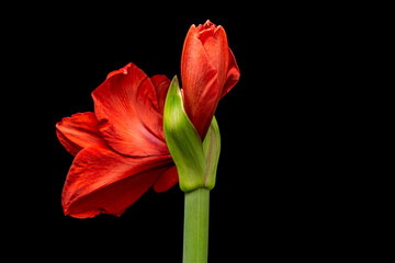 Blooming red Amaryllis flower, isolated on black background. Beautiful Christmas Flower.