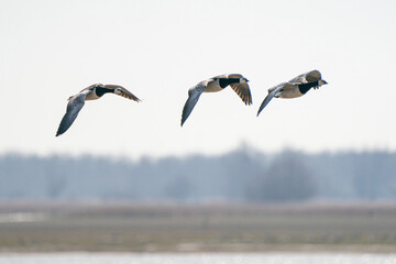Three geese fly by, above the lake. Blue sky and sun
