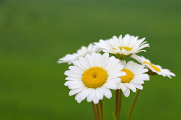 Beautiful white daisies on a green background in spring.