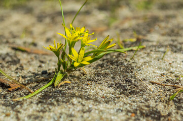 Selective focus on two buds, a Gagea flower (goose onion)  growing alone on the sand against a natural background.