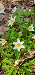 Spring forest white flowers of anemone