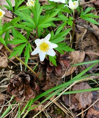 Spring forest white flowers of anemone