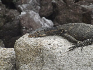lizard on the rock