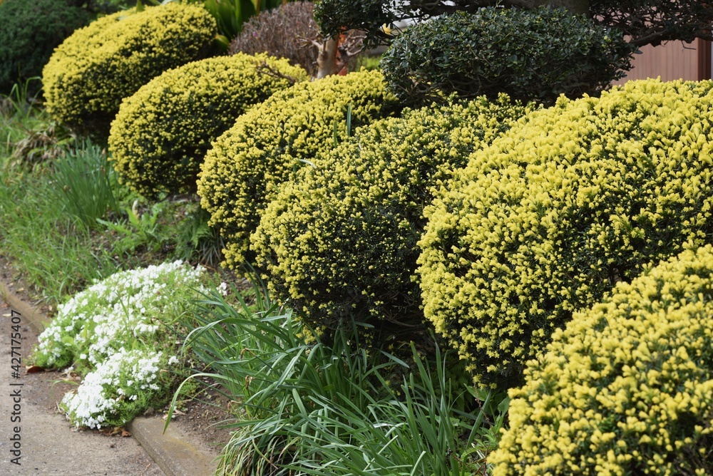 Wall mural round pruned dwarf japanese yew. taxaceae evergreen shrub.