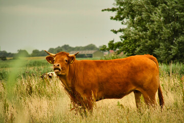cow on the meadow