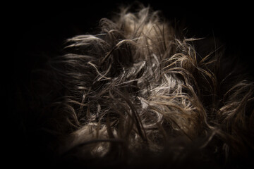 beautiful long hair of a cat