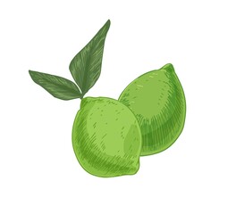 Composition with whole green limes and leaves. Full citrus fruits. Tropical refreshing food. Realistic hand-drawn vector illustration of exotic nutrition isolated on white background