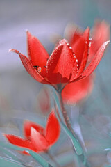 Czerwone kwiaty, tulipan botaniczny