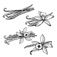 Vanilla flowers and beans set. Hand drawn sketch style vanilla aroma pods. Culinary and aroma needs drawings. Vector illustrations isolated on white background.