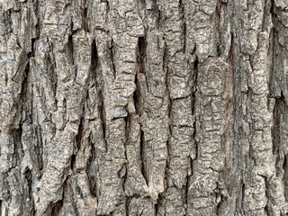 Embossed texture of the bark of tree. Pattern of natural tree bark background.