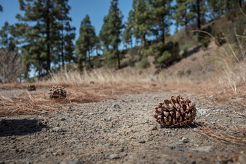 Cones on the way to the forest. Travel on the paths of Garajonay National Park