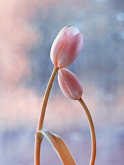Tulipanes rosados, flores deprimavera