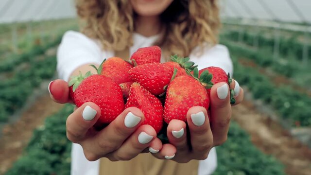 Selective focus of ripe strawberries in hands with white nail polish of unrecognizable curly smiling farm girl wearing beige apron. Closeup motion of sweet juicy harvest, green patches on background.