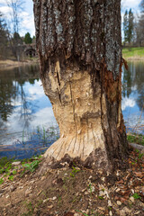 Tree trunk is damaged by beaver