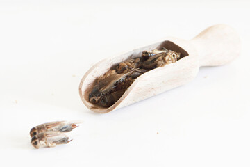 cricket food white background