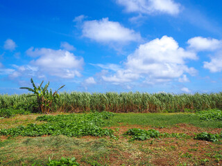 field of sugarcane 