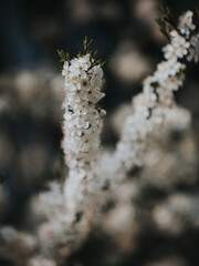 Close up of beautiful spring tree in park. 