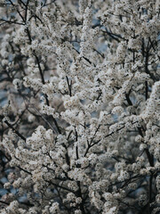 Close up of beautiful spring tree in park. 
