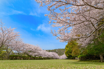 Obraz premium 満開の桜並木(東伊豆クロスカントリーコース)